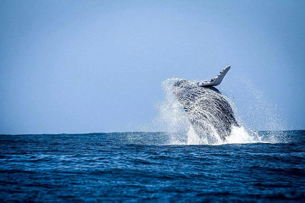 Litoral Norte de SP inicia temporada histórica de avistamento de baleias-jubarte