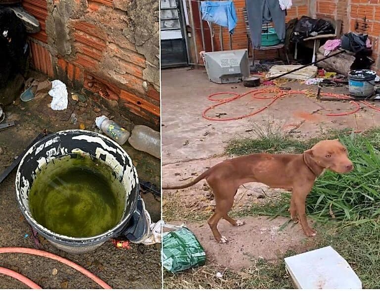 Mulher é presa por maus‑tratos a filhote de pitbull em Garça